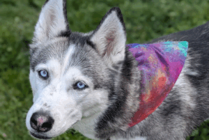 Dog Bandana (OV)