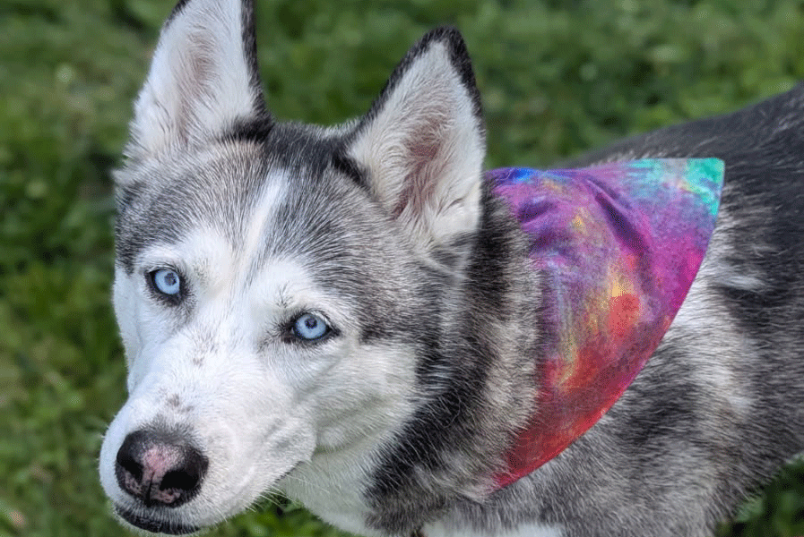 Dog Bandana (OV)