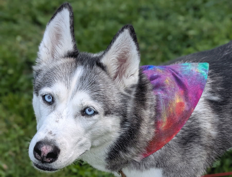 Dog Bandana